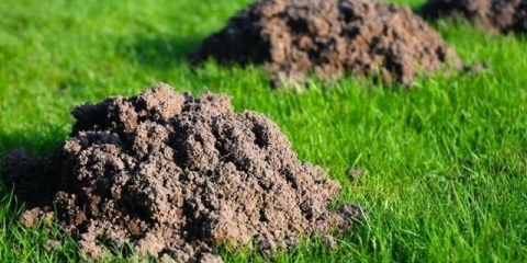 Kako se nositi sa krticama i rovkama u vrtu